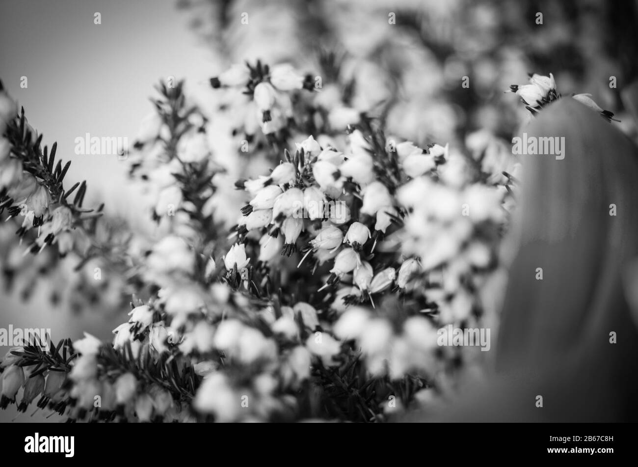 fleurs naturelles vue rapprochée Banque D'Images