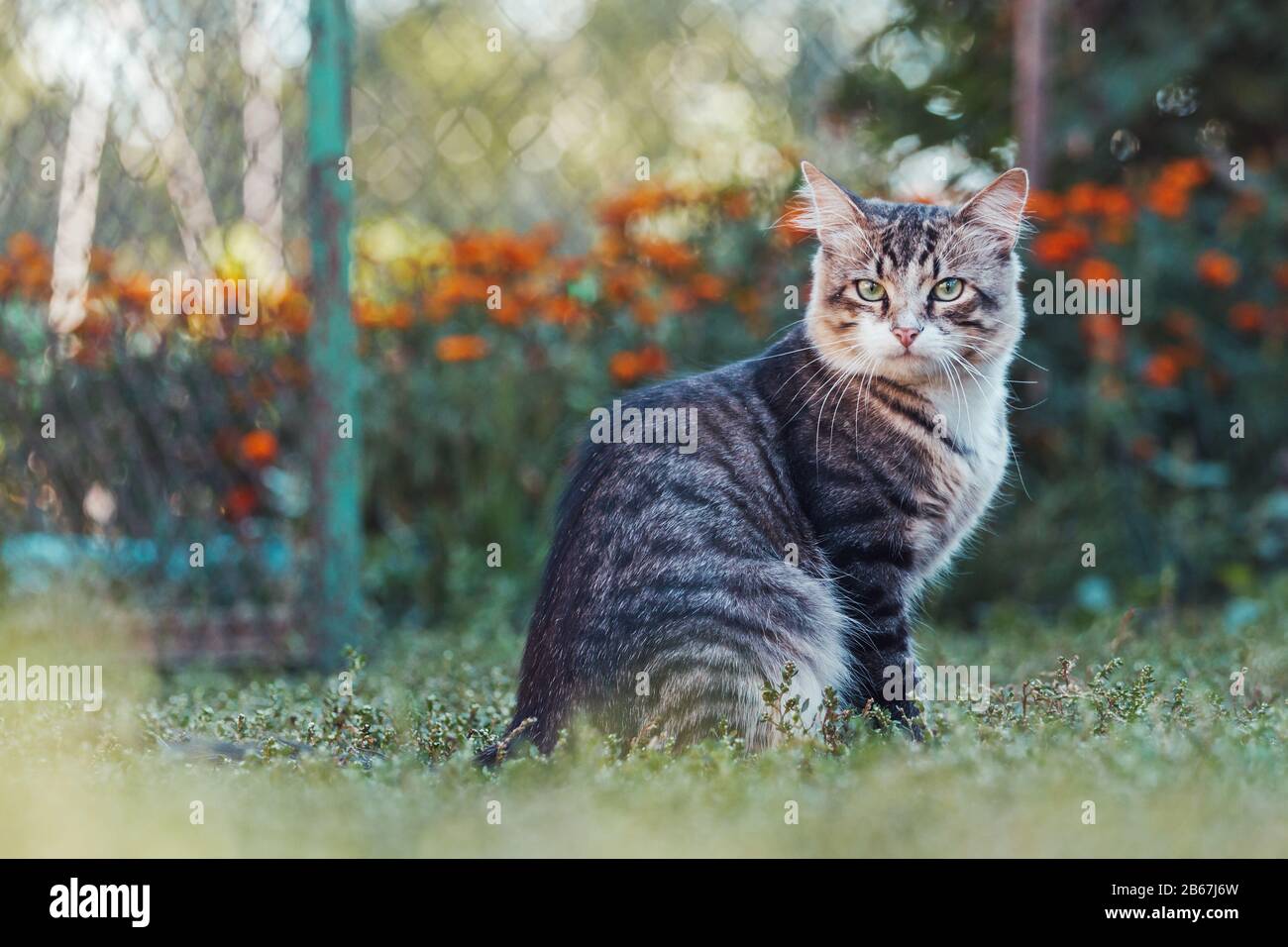 magnifique chat se trouve dans l'herbe parmi les fleurs Banque D'Images