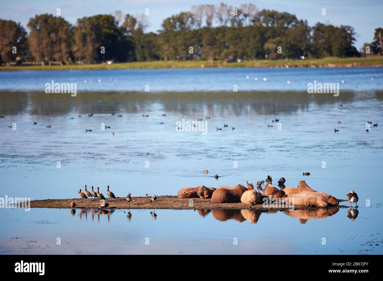 Un groupe de Capybara dans un lagon des pamplas argentins. Las Flores, Argentine. Banque D'Images