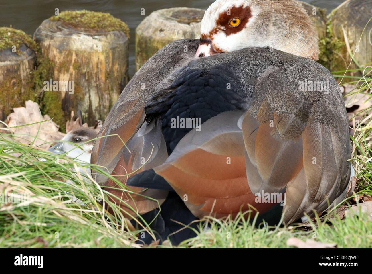 OIE égyptienne, F. Anatinae, Alopochen aegypyiacus avec des gossings Banque D'Images