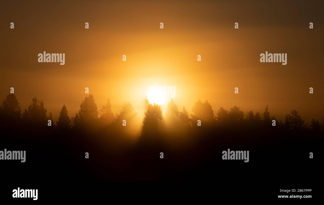 Lever du soleil à travers les arbres du parc national de Yellowstone Banque D'Images