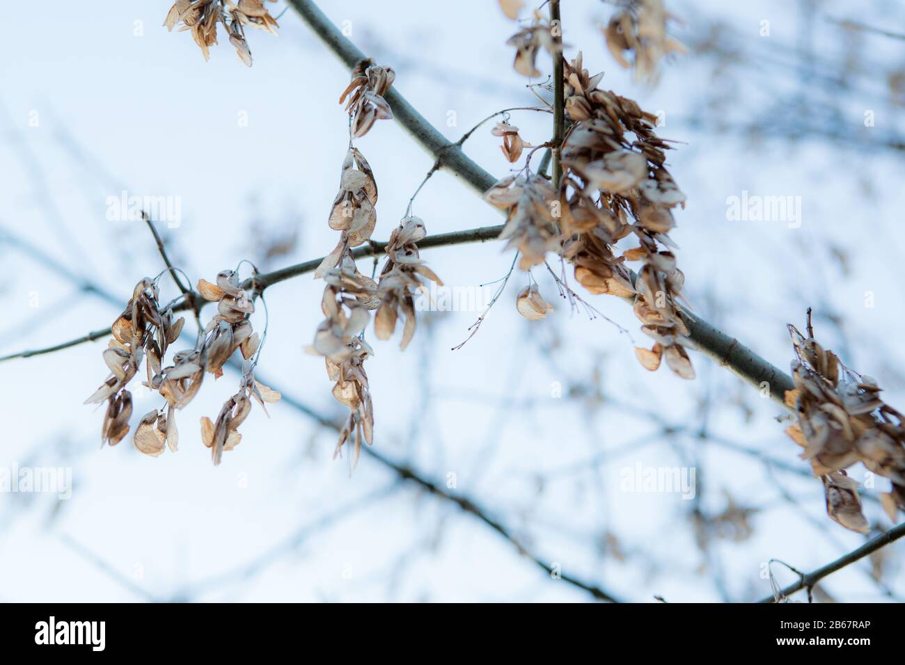 Certaines feuilles sèches ressemblent à des fleurs en hiver Banque D'Images