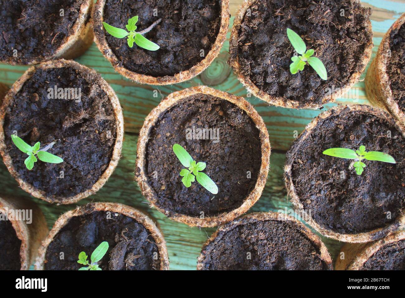 De jeunes pousses de plantules de tomates dans les pots de tourbe. Concept de jardinage. Vue de dessus Banque D'Images