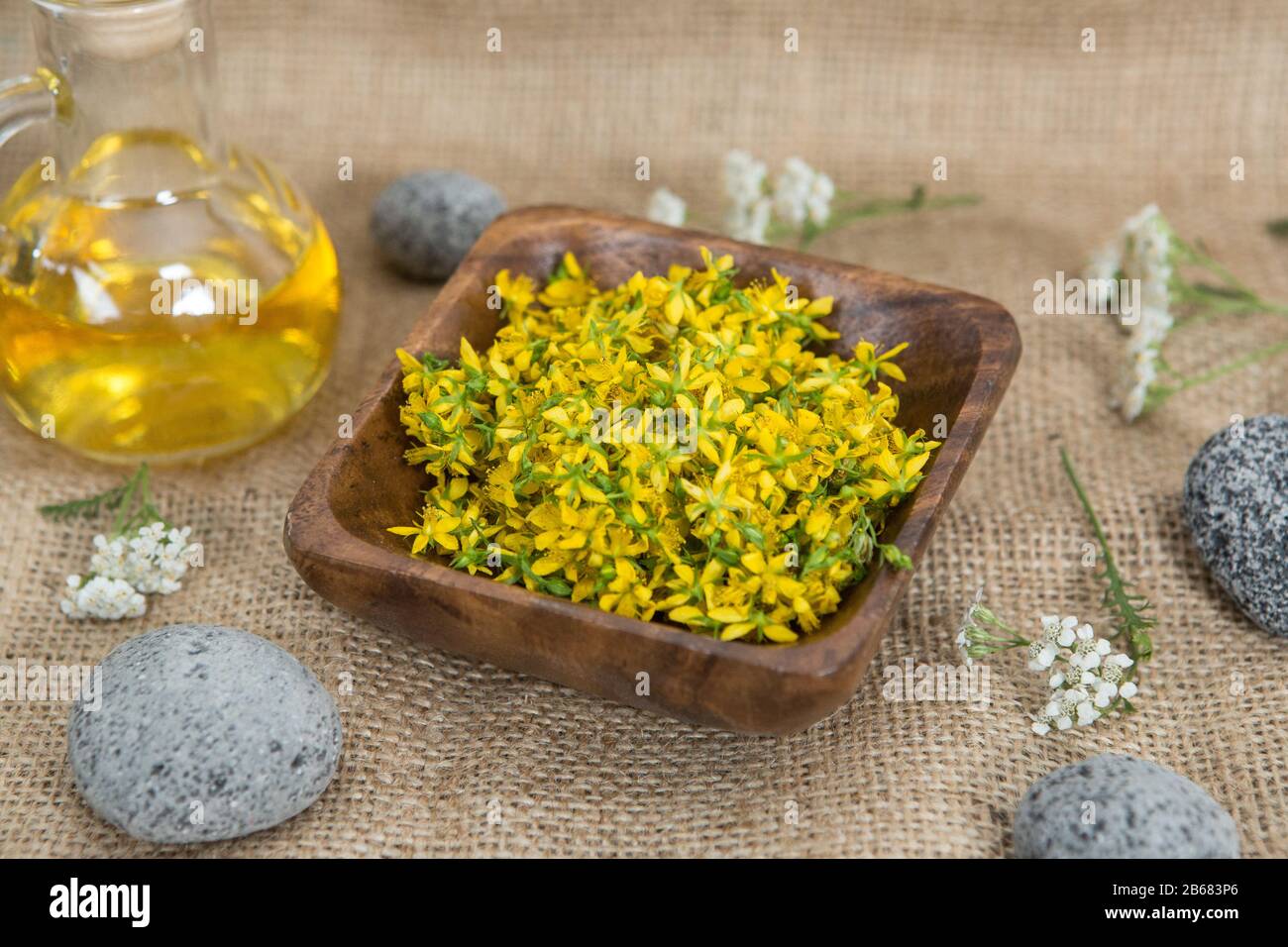 Le perforate St John's-wort est une plante très rare et saine Banque D'Images