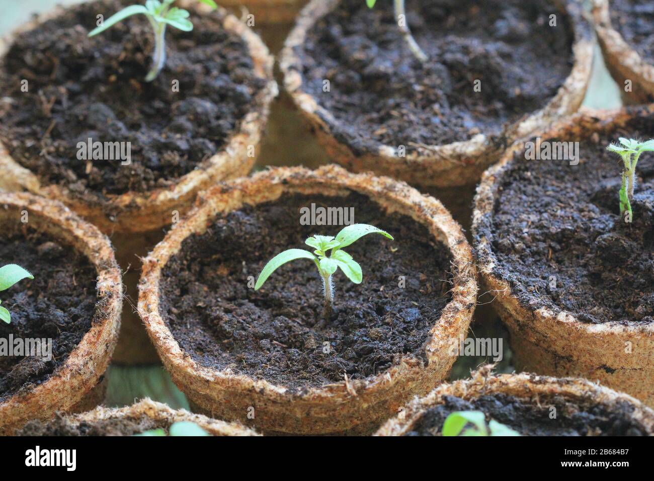 Les jeunes pousses des plantules de tomate dans le pots de tourbe. Concept de jardinage. Banque D'Images