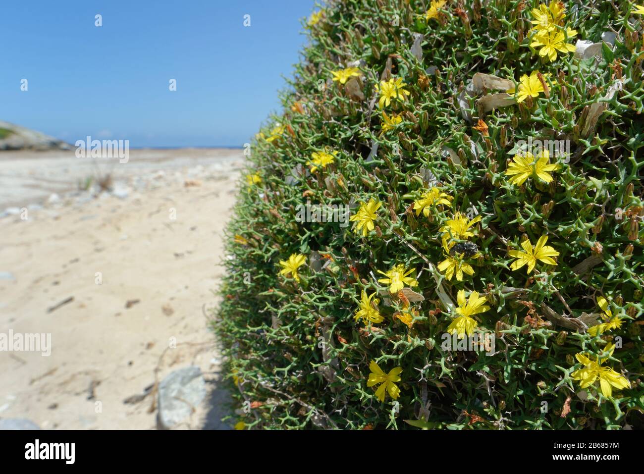 Socarrell (Launaea cervicornis) une plante d'épinie qui se développe en touffes en forme de coussin endémiques à Majorque et Minorque, fleurit sur les dunes de sable, Majorque. Banque D'Images