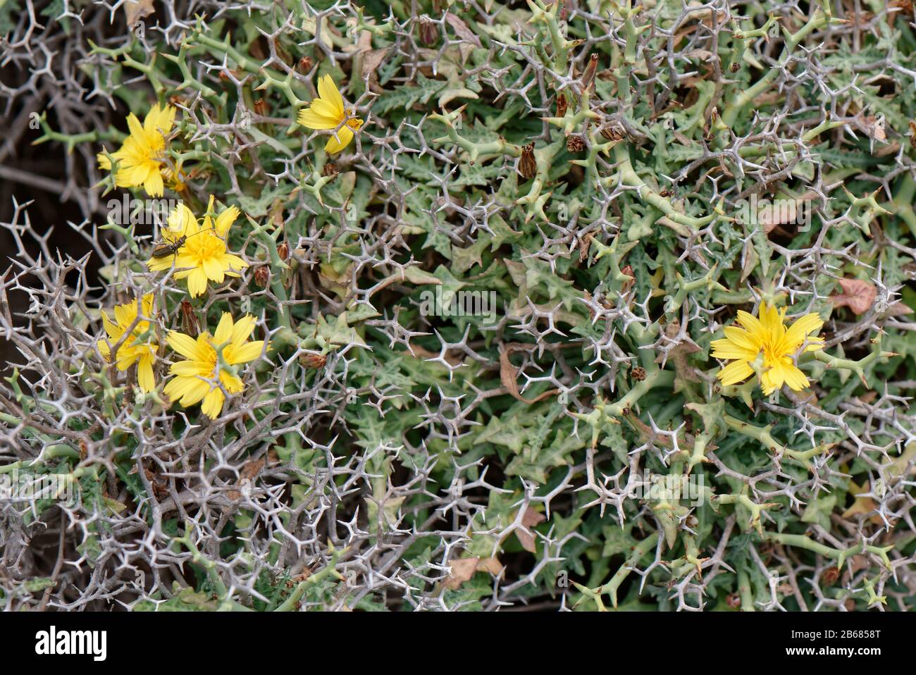 Socarrell (Launaea cervicornis) une plante d'épinie qui se développe dans des touffes en forme de coussin endémiques à Majorque et Minorque, fleurit sur les falaises de calcaire, mal Banque D'Images