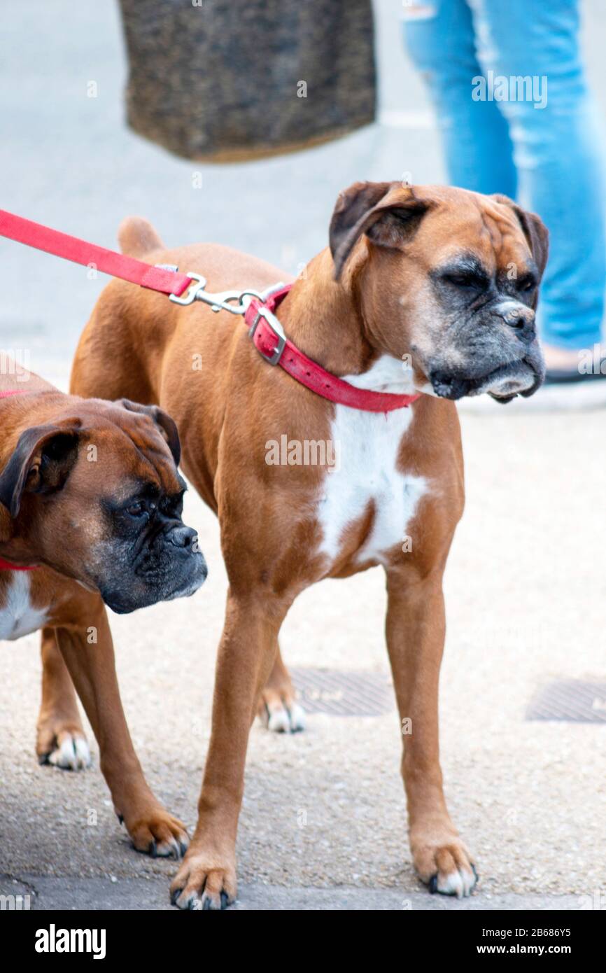 Chien Serieux Banque D Image Et Photos Alamy Chien Serieux Banque D Image Et Photos Alamy