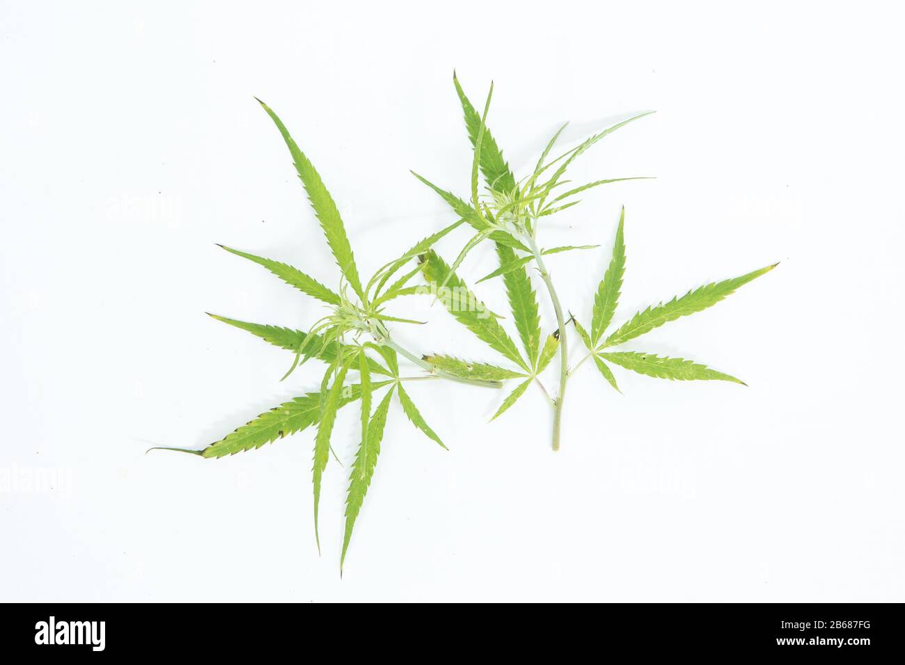 Feuilles de chanvre frais sur le fond blanc comme décoration Banque D'Images
