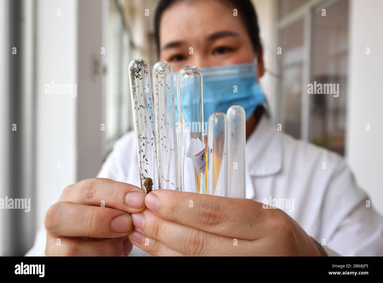 Danzhou, Province Chinoise De Hainan. 9 mars 2020. Un chercheur présente cinq ennemis naturels locaux de spodoptera frugiperda dans un laboratoire à Danzhou, une ville de la province de Hainan, en Chine méridionale, le 9 mars 2020. Spodoptera frugiperda, communément connu sous le nom d'armyworm de chute, est une espèce exotique envahissante qui cause de lourds dommages aux cultures. Afin de prévenir et de contrôler spodoptera frugiperda, un institut de recherche à Danzhou a amélioré la recherche sur les techniques de surveillance et de prévention de l'espèce. Crédit: Guo Cheng/Xinhua/Alay Live News Banque D'Images