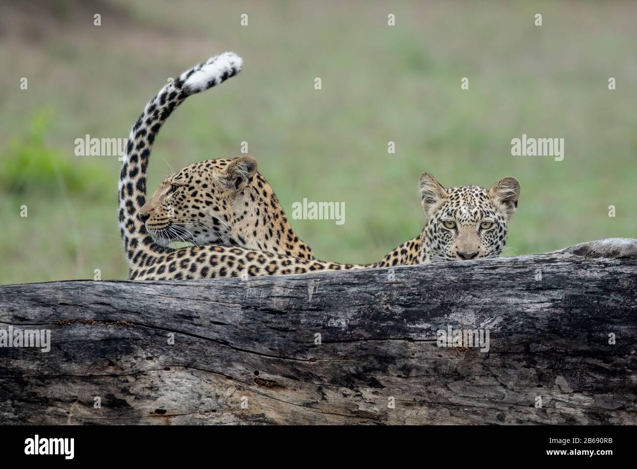 Une mère léopard, Panthera pardus, et son cub se tiennent derrière un feu de bois, queue vers le haut, regard direct Banque D'Images