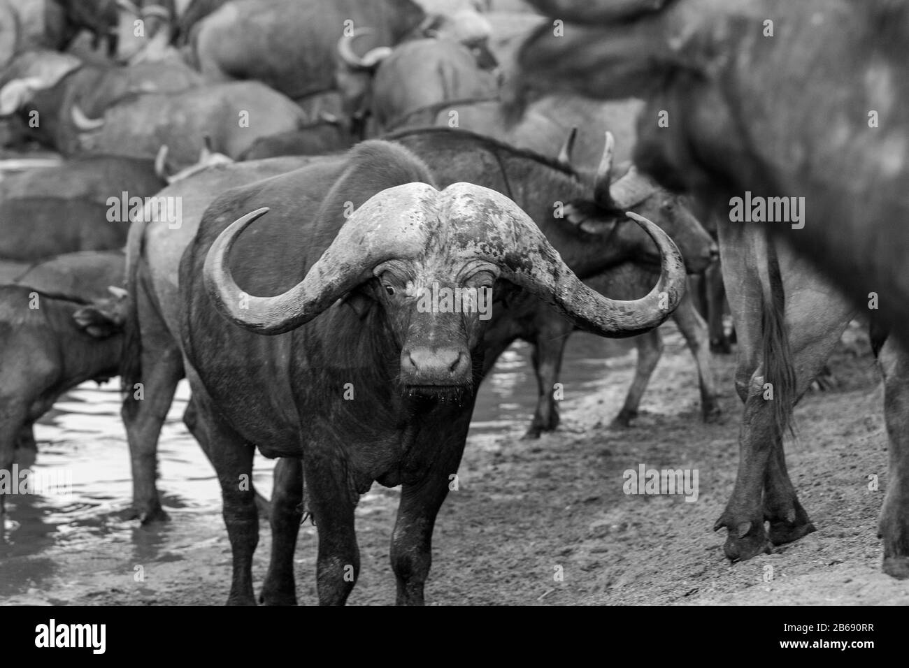 Un buffle mâle, Syncerus caffer, se tient à côté d'un trou d'eau, en noir et blanc, regard direct Banque D'Images