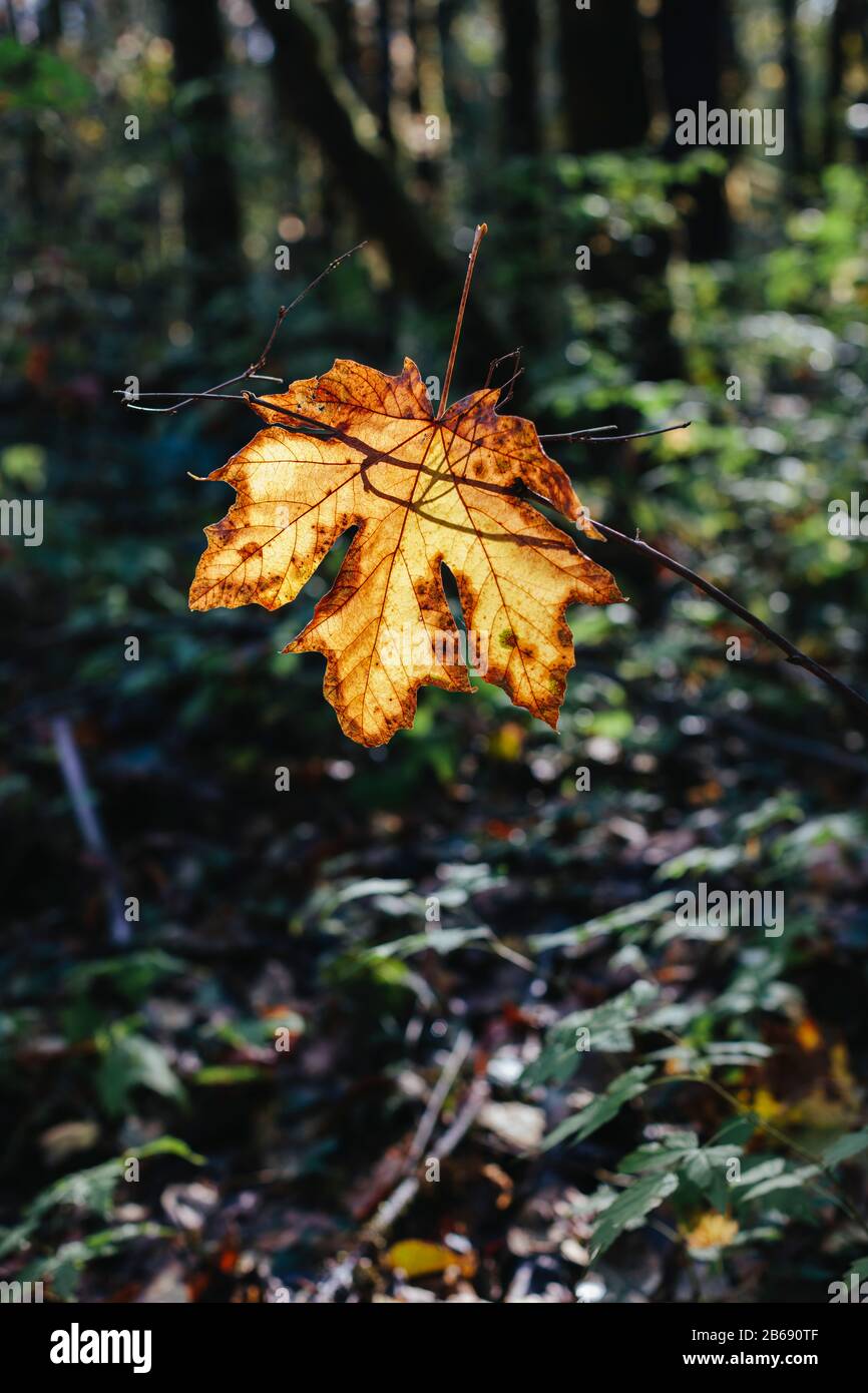 Feuille d'érable bilame (Acer macrophyllum) en automne, prise dans une petite branche d'arbres, forêt tropicale tempérée luxuriante en arrière-plan, le long de la North Fork Snoqualmi Banque D'Images