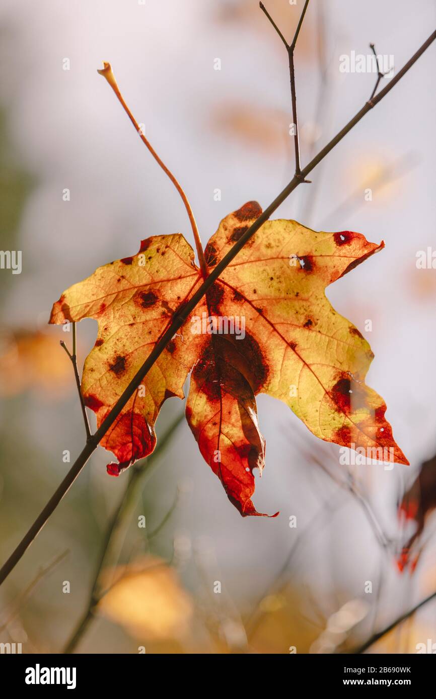 Feuille d'érable à feuilles de bigole (Acer macrophyllum) en automne, prise dans une petite branche d'arbres Banque D'Images