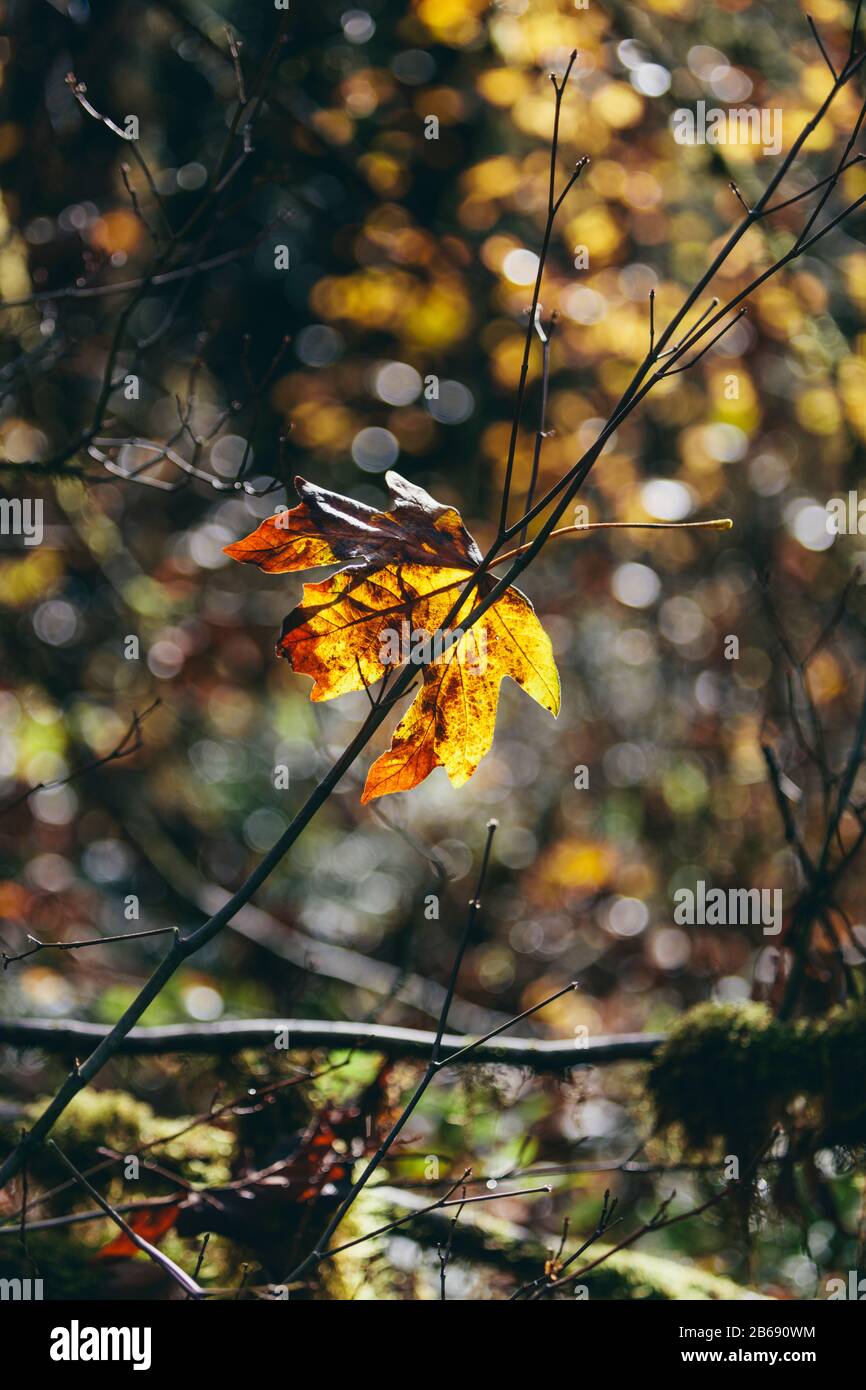 Feuille d'érable à feuilles de bigole (Acer macrophyllum) en automne, prise dans une petite branche d'arbres Banque D'Images