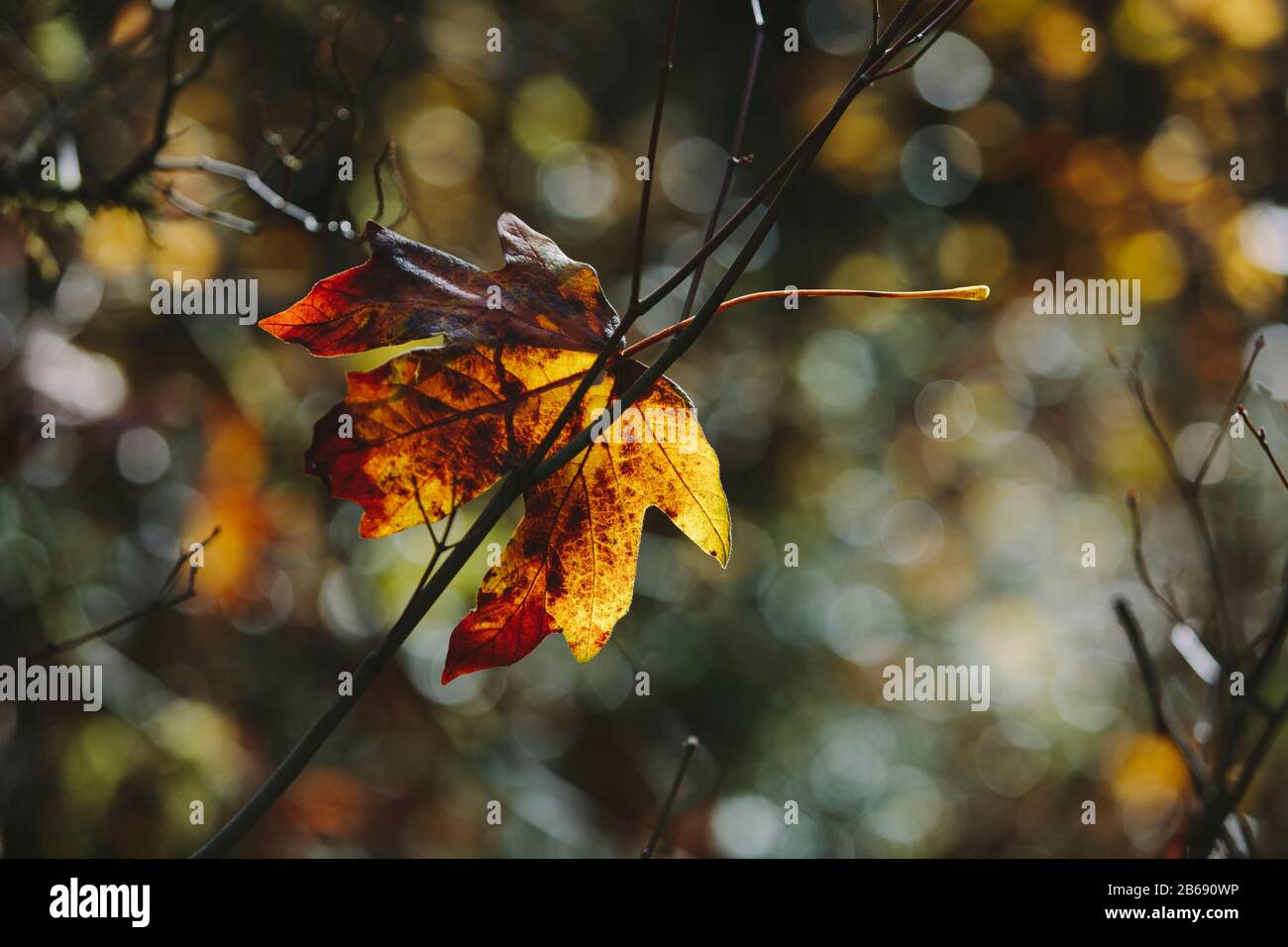 Feuille d'érable à feuilles de bigole (Acer macrophyllum) en automne, prise dans une petite branche d'arbres Banque D'Images