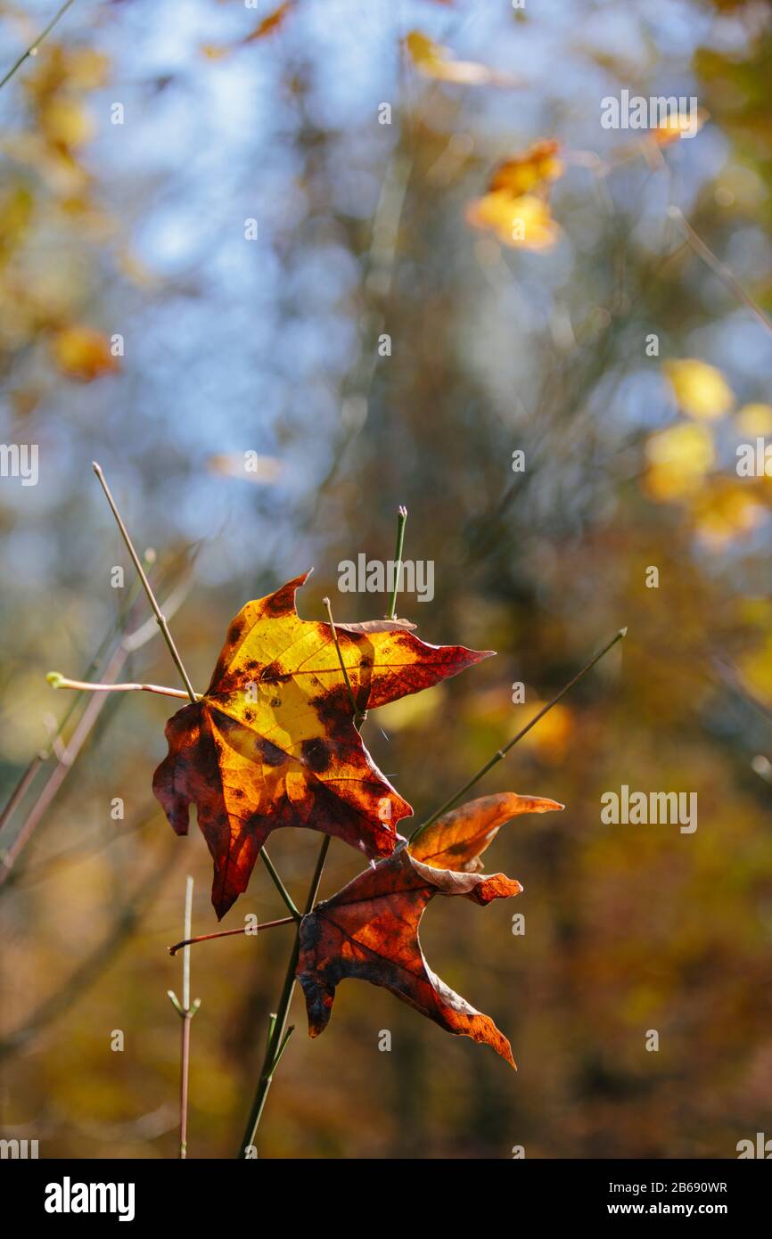 Feuille d'érable à feuilles de bigole (Acer macrophyllum) en automne, prise dans une petite branche d'arbres Banque D'Images
