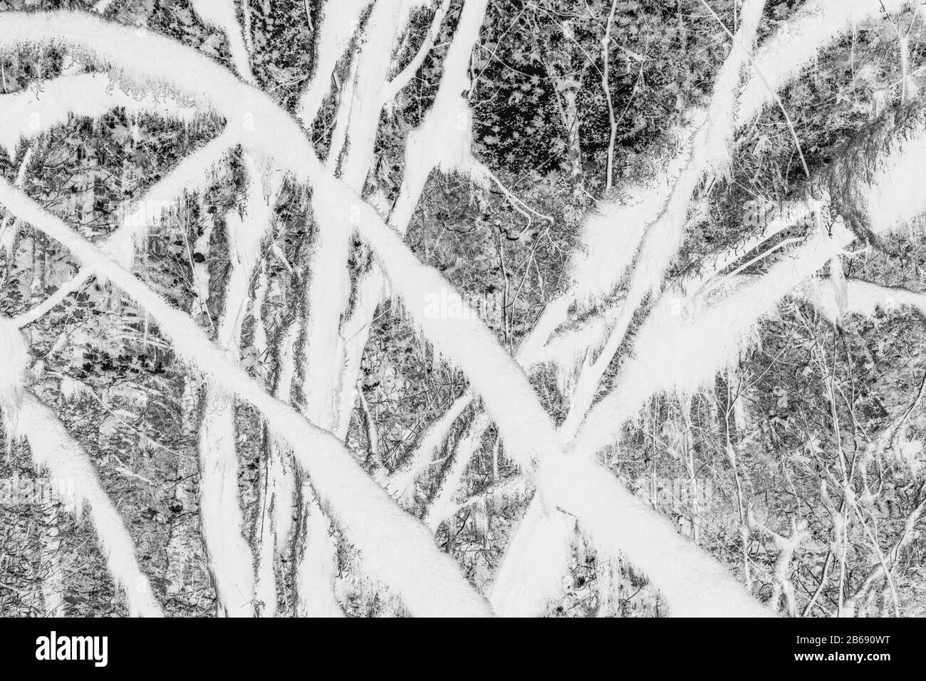 Image abstraite noire et blanche (inversée) de la forêt tropicale tempérée luxuriante, des fougères et des arbres couverts de mousse Banque D'Images