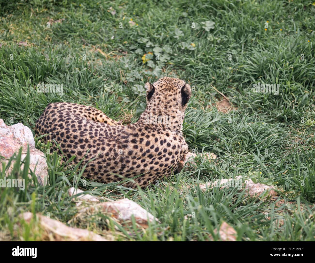 Un Cheetah Regarde Loin De L'Appareil Photo Comme Il Repose Dans L'Herbe Banque D'Images