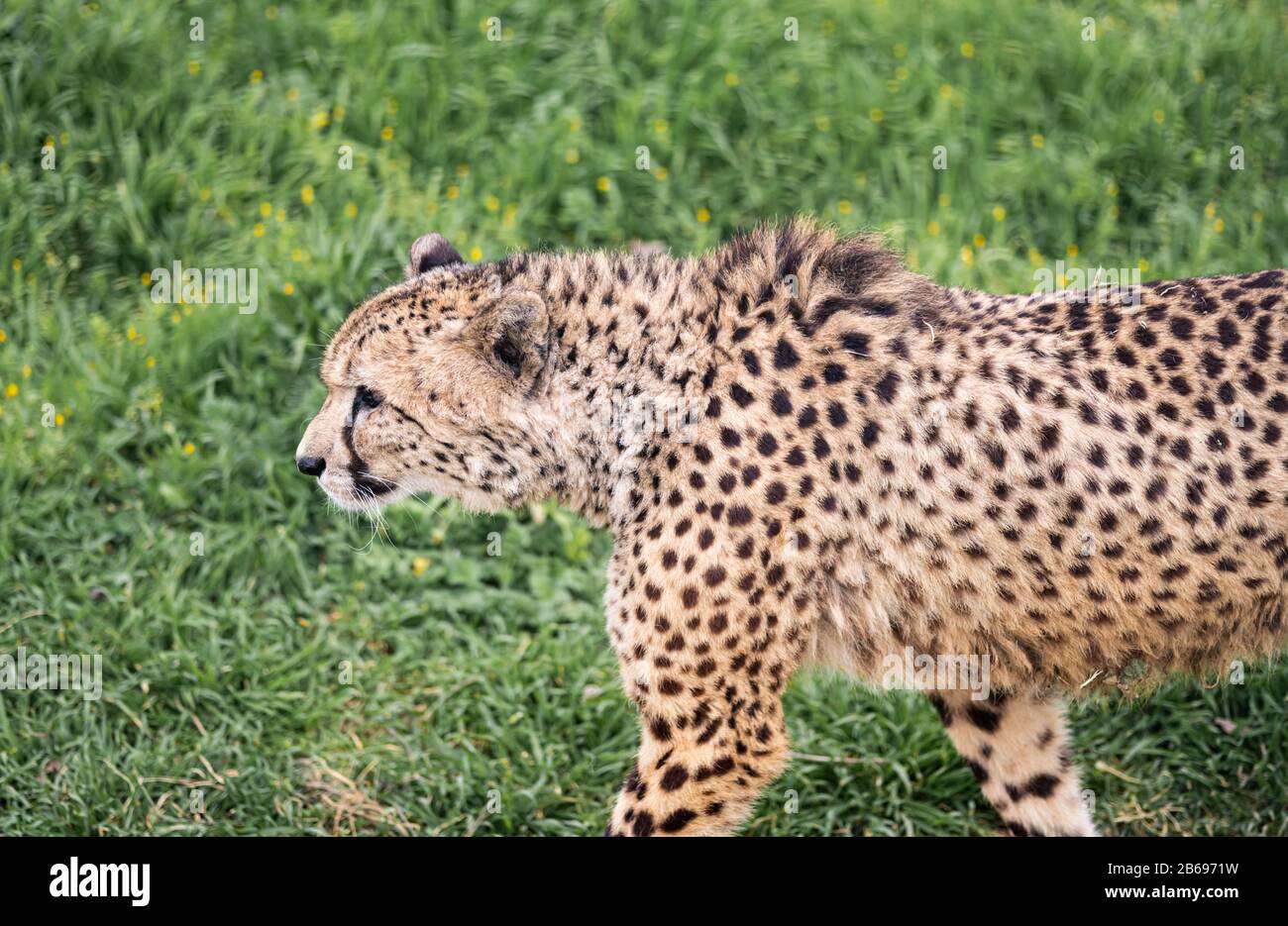 Un Cheetah Stagne Tranquillement À Travers L'Herbe Verte Banque D'Images