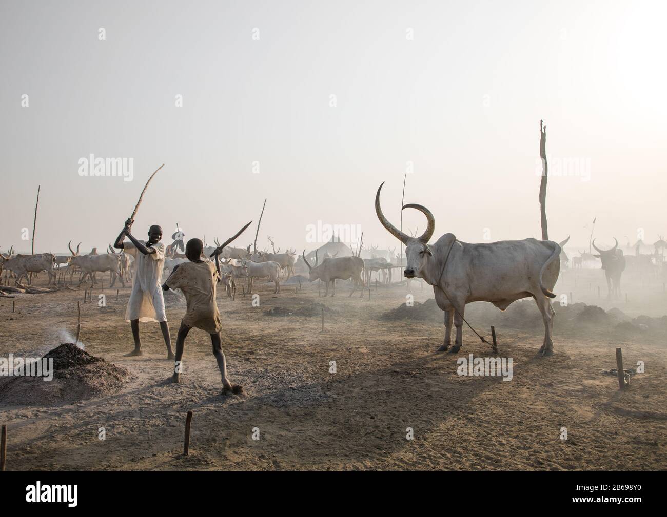 Les garçons de la tribu Mundari qui jouent à la lutte contre le bâton dans un camp de bétail, Equatoria central, Terekeka, Soudan du Sud Banque D'Images