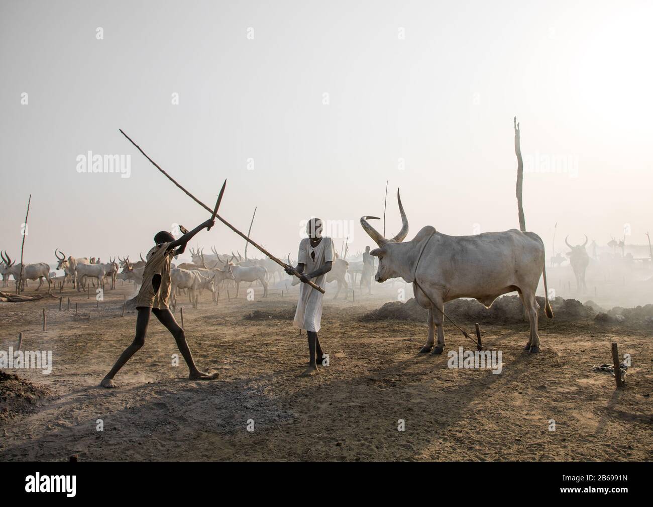 Les garçons de la tribu Mundari qui jouent à la lutte contre le bâton dans un camp de bétail, Equatoria central, Terekeka, Soudan du Sud Banque D'Images