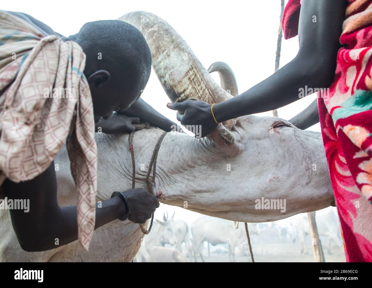 Les hommes de la tribu Mundari qui prennent du sang d'une vache malade dans un camp de bétail, l'Equatoria central, Terekeka, Soudan du Sud Banque D'Images