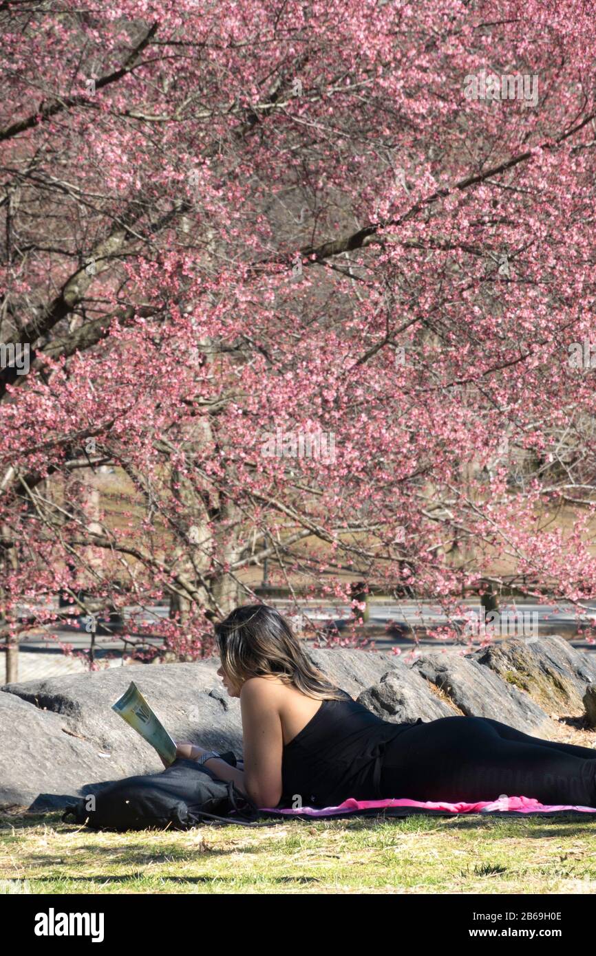 Central Park est magnifique Lorsque les cerisiers commencent à Blooming Early NYC, USA Banque D'Images