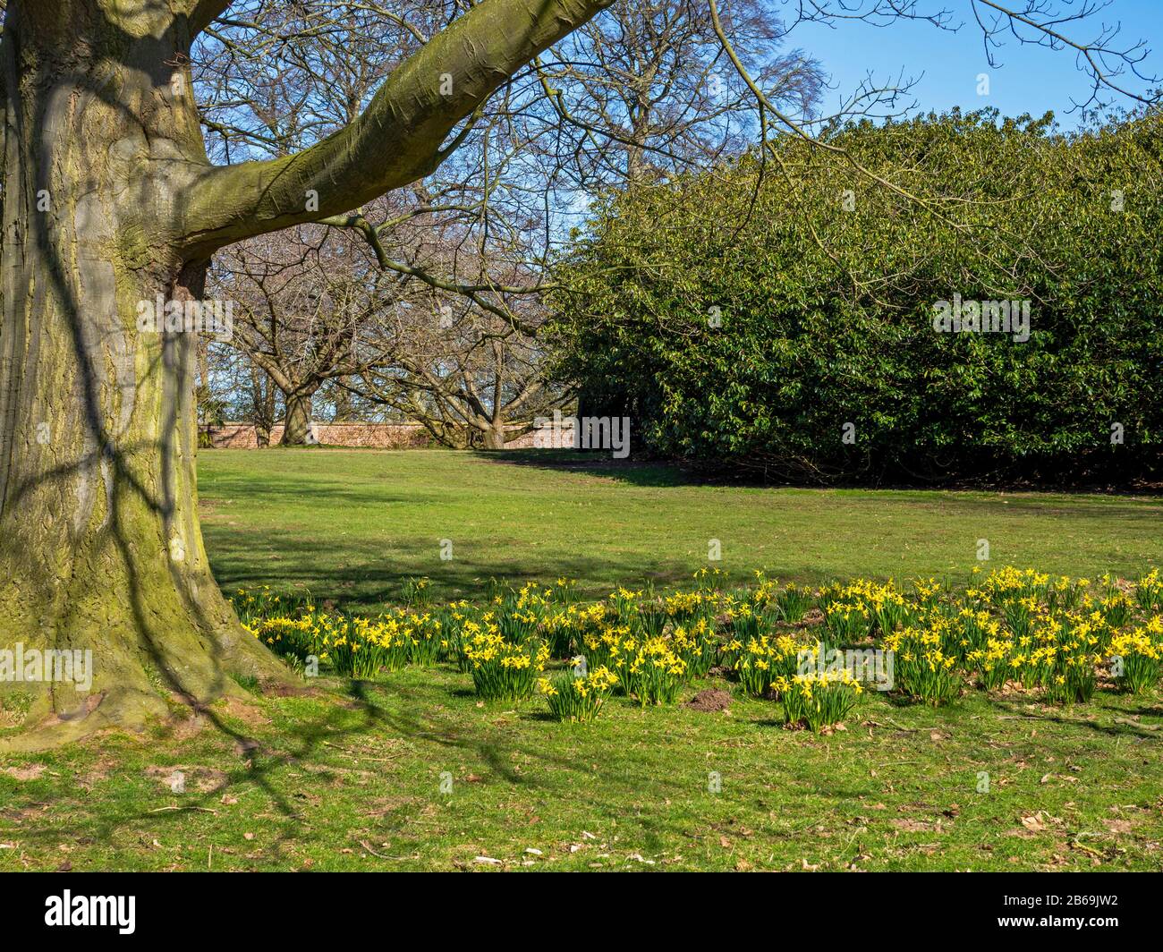 Jonquilles fleuries autour de la base d'un arbre ancien dans le parc de Beningbrough, Yorkshire du Nord, Angleterre Banque D'Images