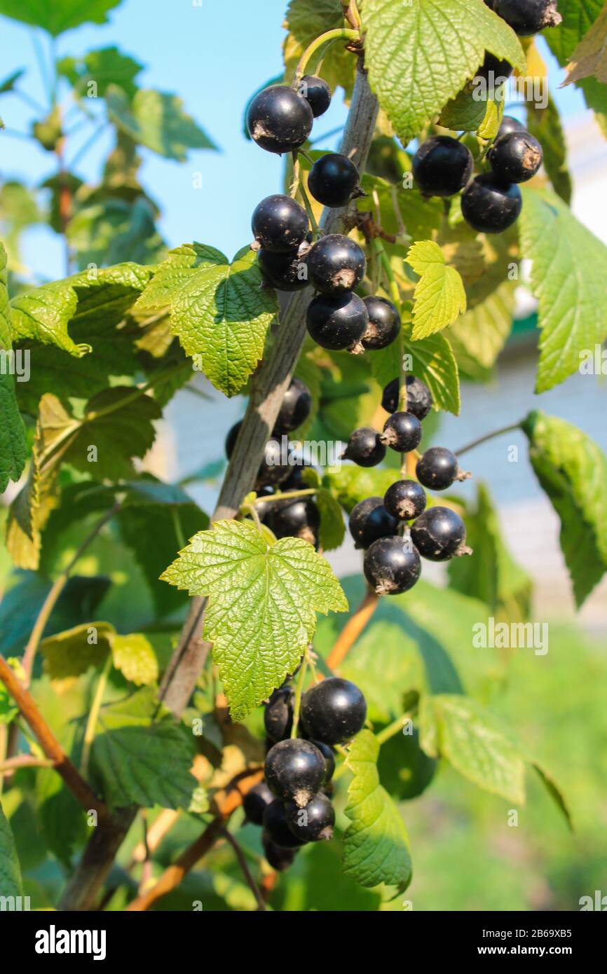 Succursale de cassis dans le jardin Banque D'Images
