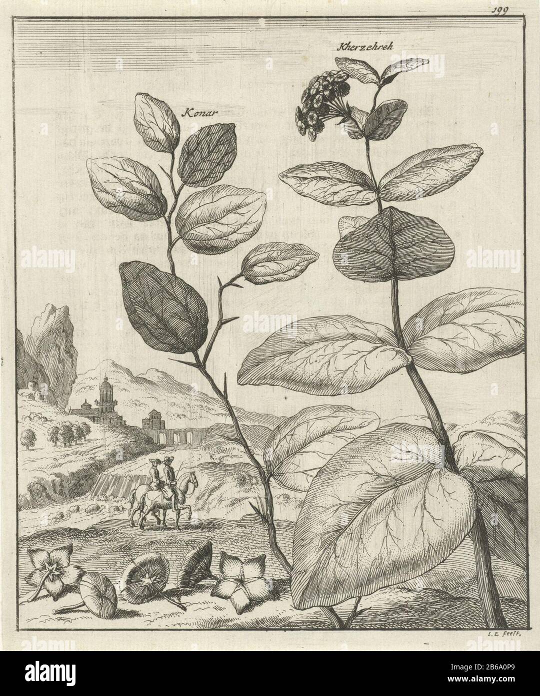 Image de deux plantes persanes Imprimer le droit numéroté 199. Fabricant : printmaker Jan Luyken (bâtiment classé) éditeur: John Bouma Lieu de fabrication: Amsterdam Date: 1682 Caractéristiques physiques: Matériel de gravure: Technique du papier: Dimensions de gravure: Feuille: H 164 mm × W 136 mmToeliechtingillustratie incluse dans la partie II: Thevenot, Jean de. Rappelez-vous Où: Pauvre et très précis voyage du seigneur le Thevenot. Amsterdam : John Bouman, 1681-1682. Objet: Plantes (en général) perse de montagne (l'un des quatre empires du monde) Banque D'Images