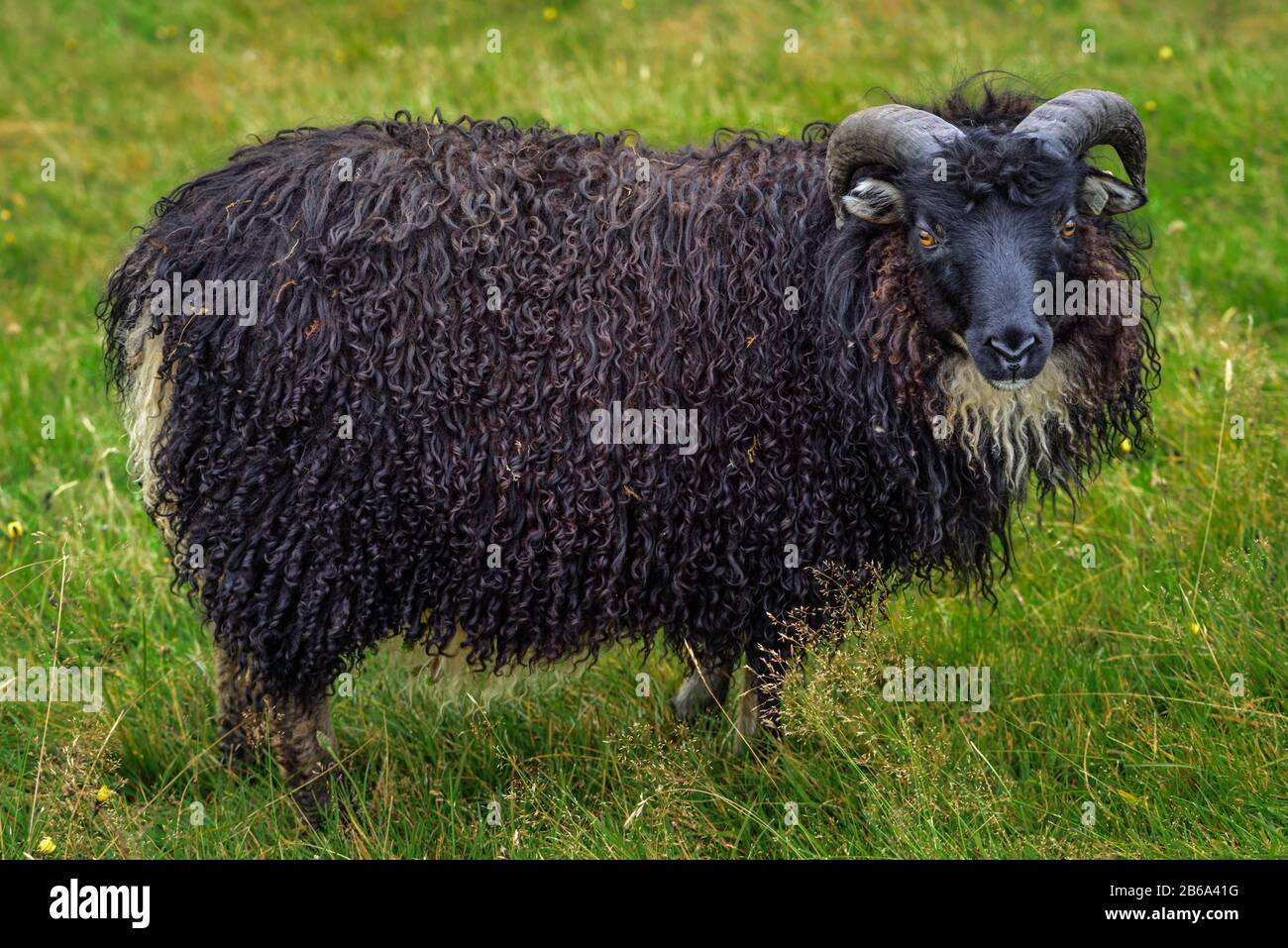 Format-vue de remplissage du pâturage de mouton noir curly sur un pré vert, Islande Banque D'Images