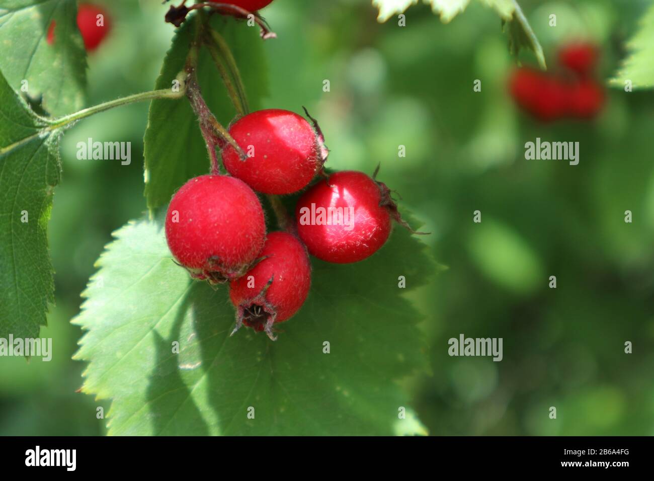 Baies d'aubépine rouge avec feuilles vertes jardin nature gros plan lumineux ensoleillé saine alimentation automne récolte image Banque D'Images