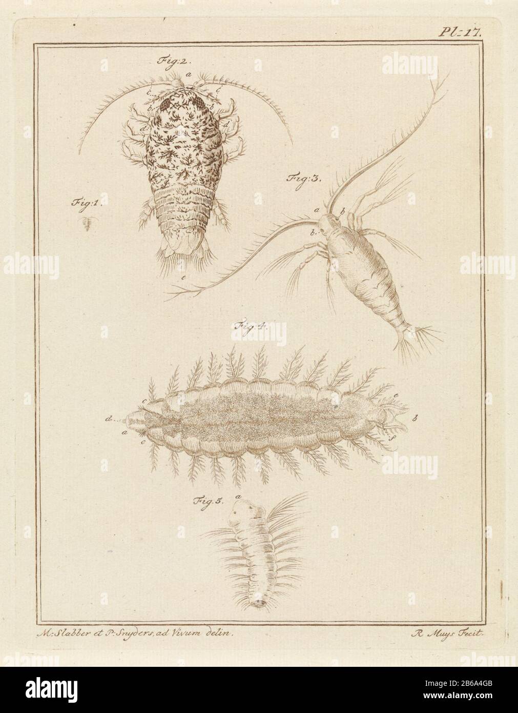 Agate slater, copépodes et créatures de vers à poils. Les figures 1 et 2 montrent un bug de sow d'agate pleine taille et agrandi. La figure 3 illustre un copépode. La figure 4 montre un ver à brosse et la figure 5 montre la larve d'un ver à brosse. Droite : Pl. 17. Imprimez un livre sur le pays et l'eau du pays et de l'étranger. Fabricant : print maker: Robbert Muys (indiqué sur l'objet) à dessin de: Martinus BIB (indiqué sur l'objet) à dessin de: P. Snijders (indiqué sur l'objet) lieu de fabrication: Rotterdam Date: 1778 Caractéristiques physiques: Gravure en matière brune: Papier technique: Gravure / mesures de couleur Banque D'Images