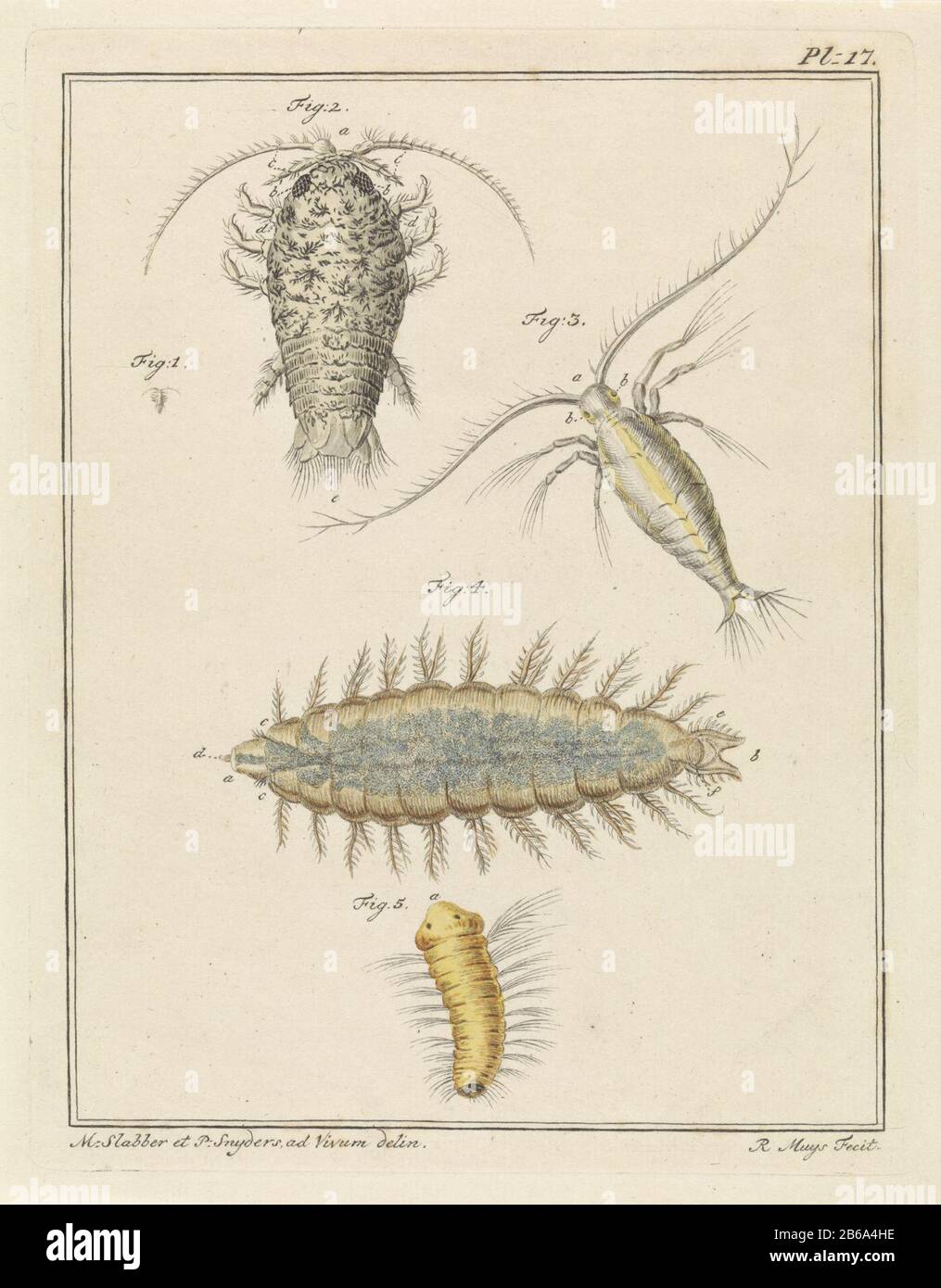 Agate slater, copépodes et créatures de vers à poils. Les figures 1 et 2 montrent un bug de sow d'agate pleine taille et agrandi. La figure 3 illustre un copépode. La figure 4 montre un ver à brosse et la figure 5 montre la larve d'un ver à brosse. Droite : Pl. 17. Imprimez un livre sur le pays et l'eau du pays et de l'étranger. Fabricant : Print Maker: Robbert Muys (indiqué sur l'objet) au dessin de: Martinus BIB (indiqué sur l'objet) au dessin de: P. Snijders (indiqué sur l'objet) lieu de fabrication: Rotterdam Date: 1778 Caractéristiques physiques: Gravure, avec la main colorée en jaune, bleu, gris et brun matériel: Banque D'Images