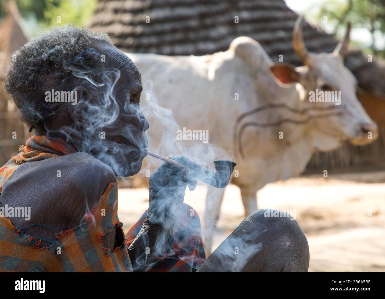 Vieille tribu Larim femme fume pipe devant une vache, les montagnes de la Boya, Imatong, Soudan du Sud Banque D'Images