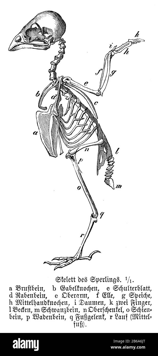 Maison sparrow, Passer domesticus, anonym (livre de biologie, 1893) Banque D'Images