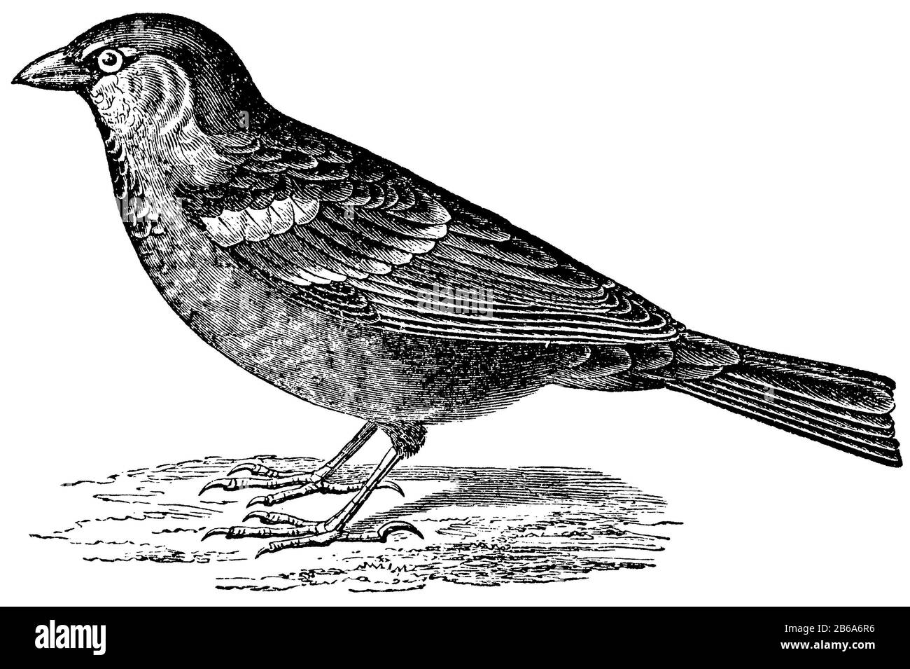 Maison sparrow, Passer domesticus, anonym (livre de zoologie, 1877) Banque D'Images