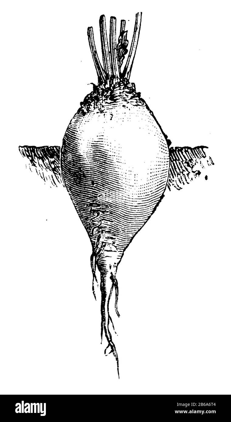 Dendroctone, Beta vulgaris subsp. Vulgaris, (livre de jardin, 1877) Banque D'Images