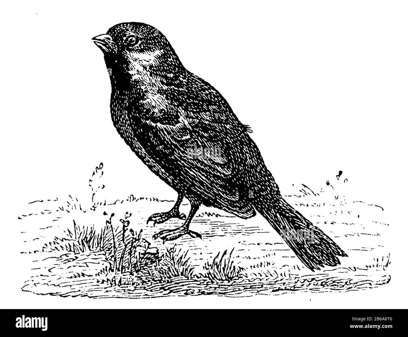 Maison sparrow, Passer domesticus, (livre photo, 1881) Banque D'Images