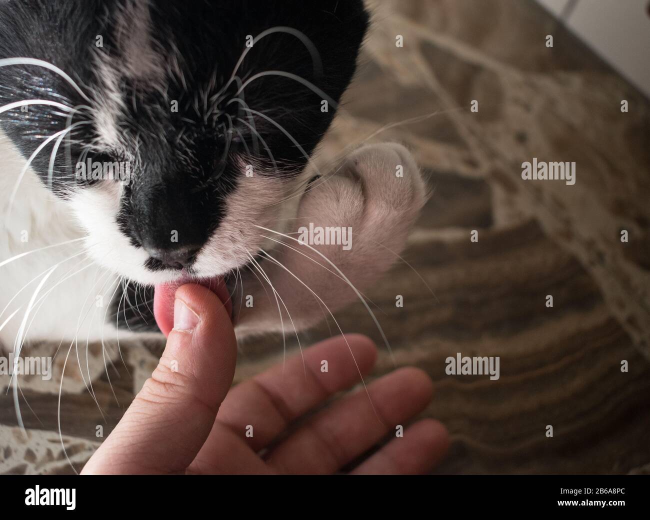 Le chat domestique liche le doigt humain Banque D'Images