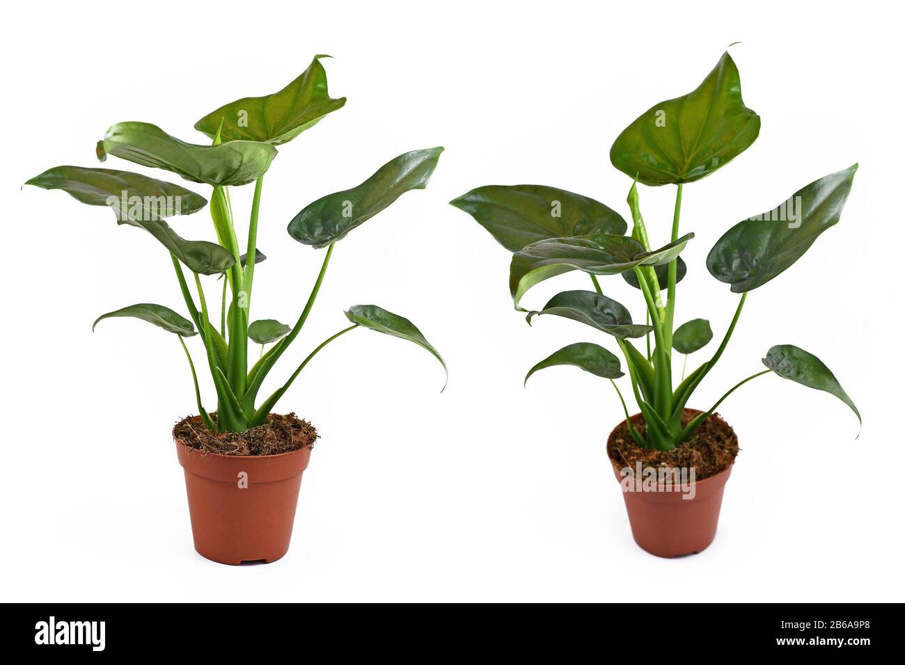 bouquet, bâtiment, achat, ville, culture, exposition, europe, extérieur, fleuriste, fleurs, france, français, ancien, extérieur, boutique, magasin, vitrine, fenêtre de shopping Banque D'Images