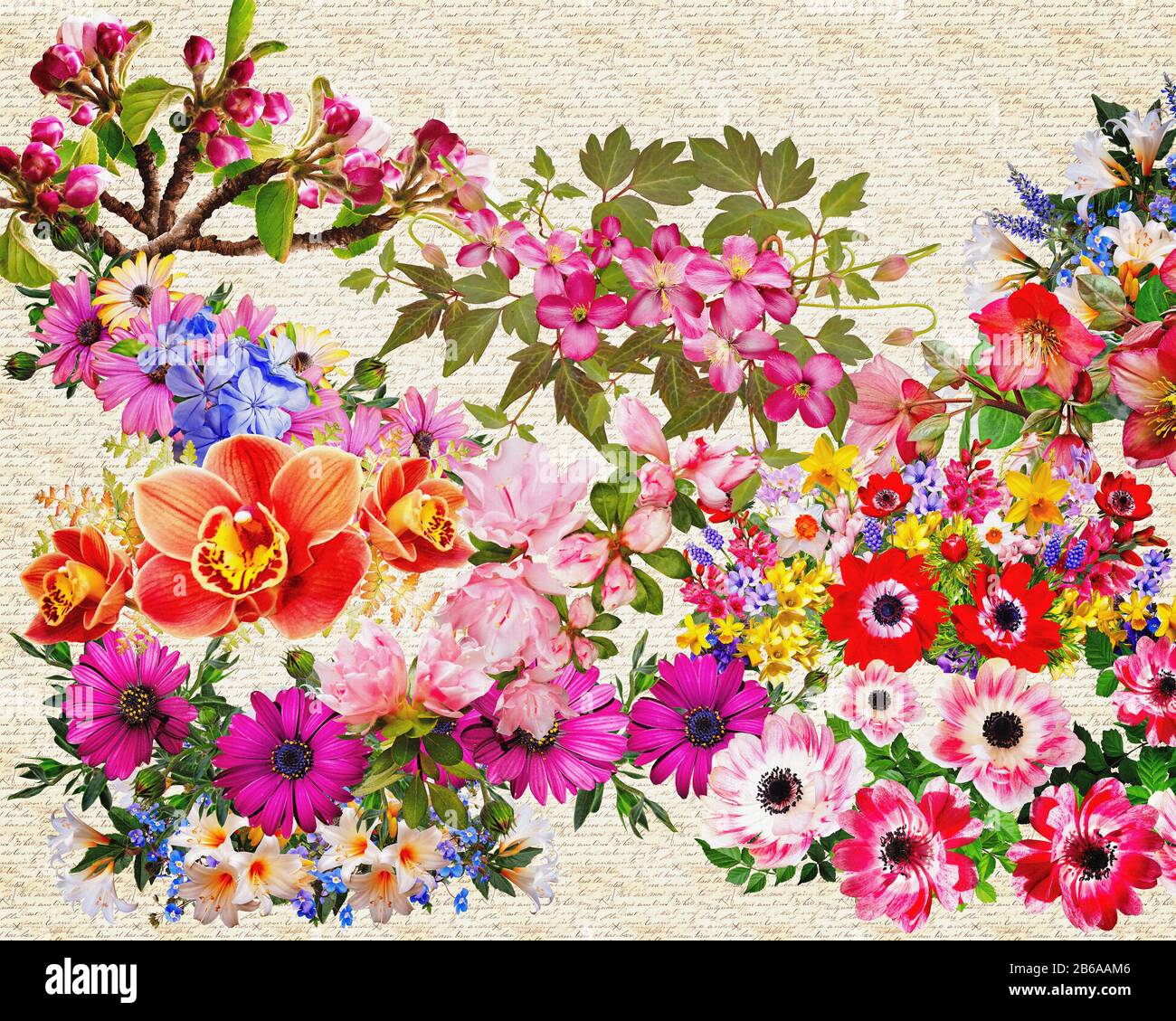 CONCEPT floral : carte de vœux et motif cadeaux Banque D'Images