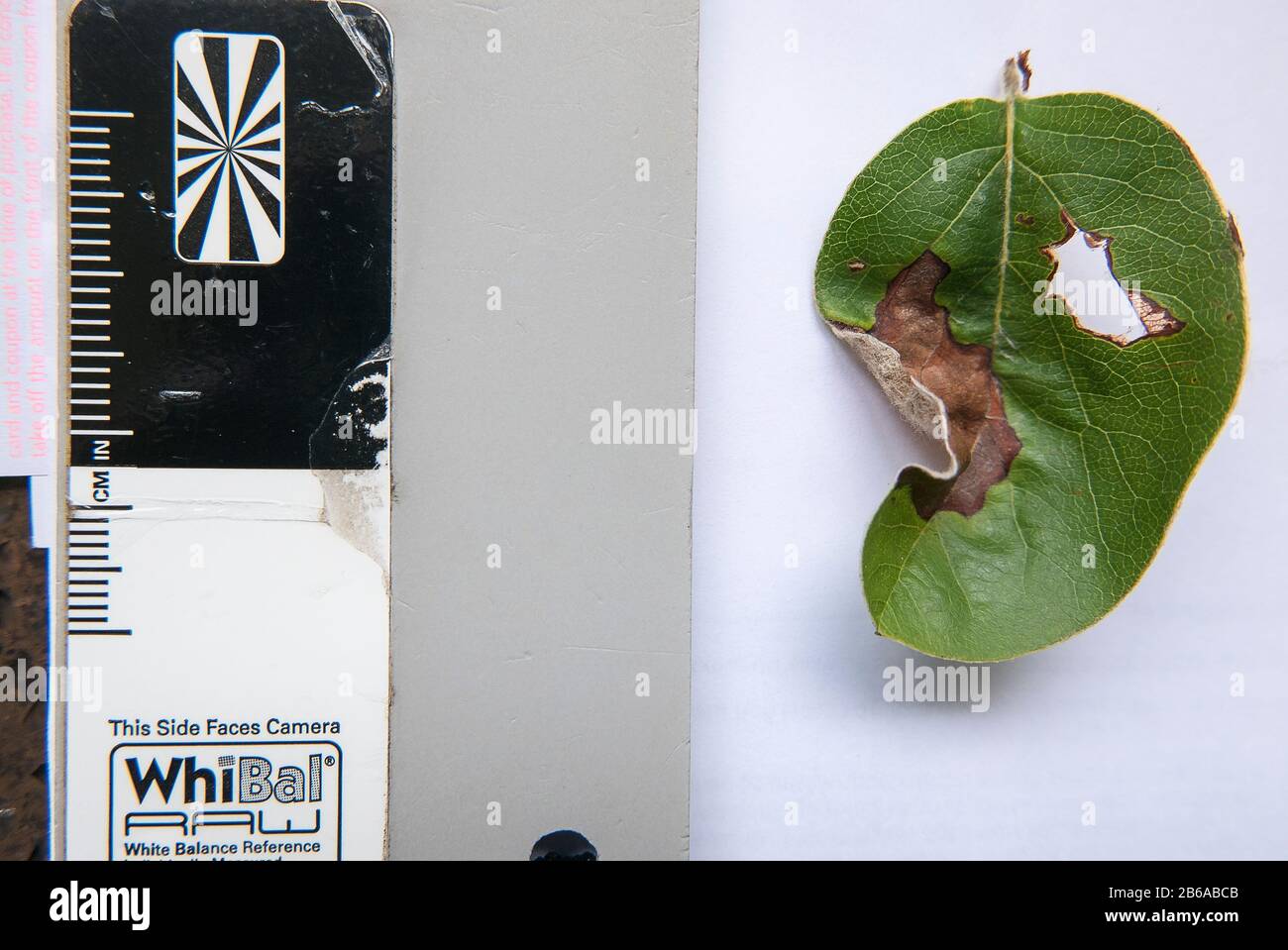 Un enregistrement scientifique d'une feuille d'arbre de coing affligé, le long d'une carte grise de référence et d'une échelle métrique, pour les informations de dimensionnement et la fidélité des couleurs Banque D'Images