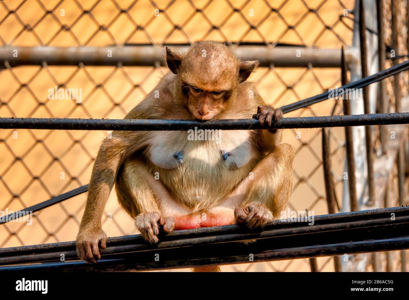 Macaque de crabe (Macaca fascicularis) dans un environnement urbain Banque D'Images