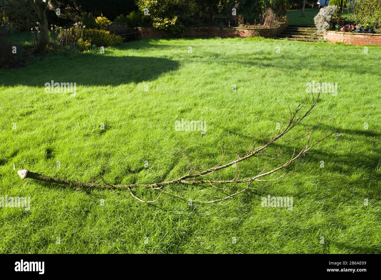 Une tempête tombée a endommagé la branche d'un vieux cèdre dans un jardin anglais Royaume-Uni Banque D'Images