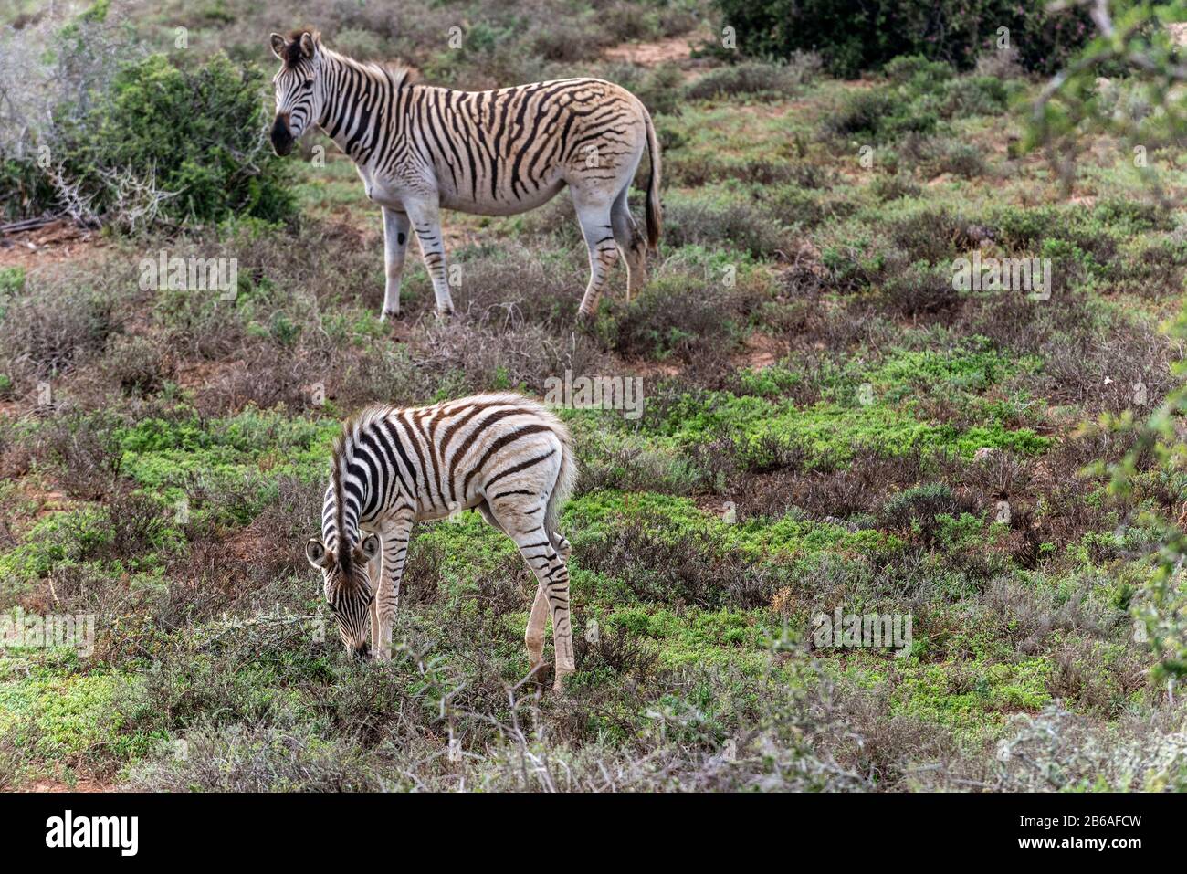 Mère Burchells zébra et colt (Equus quagga burchellii) paissent dans le parc national Addo Elephant, le Cap oriental, Afrique du Sud, Afrique Banque D'Images