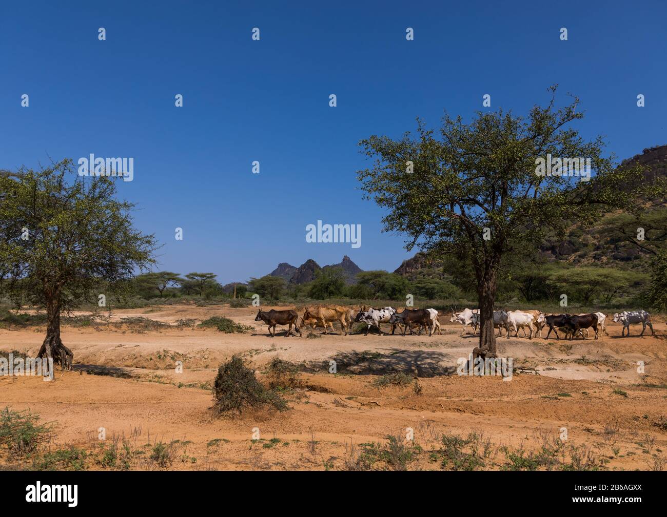 Vaches dans la campagne, montagnes de la Boya, Imatong, Soudan du Sud Banque D'Images
