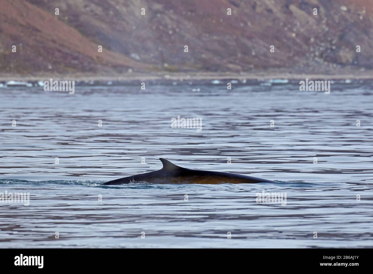 Rorqual commun / baleine noire / rorqual commun / baleine hareng / baleine razorback (Balaenoptera physalus) montrant la nageoire dorsale en surfaçage Banque D'Images