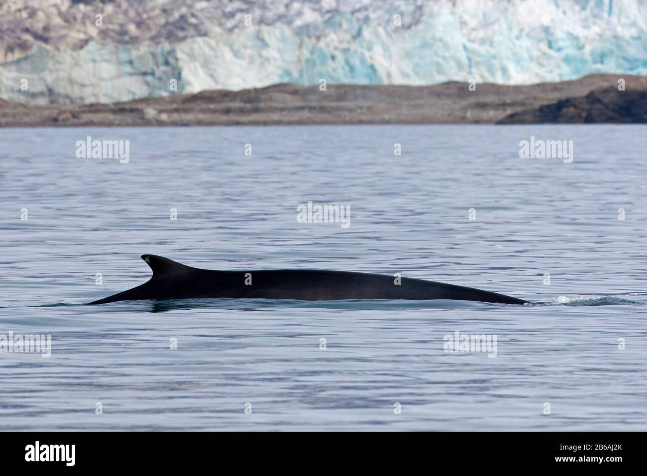 Rorqual commun / baleine noire / rorqual commun / baleine hareng / baleine razorback (Balaenoptera physalus) montrant la nageoire dorsale en surfaçage Banque D'Images
